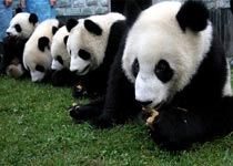 臥龍自然保護區